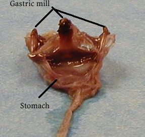 Crayfish Dissection labeled teeth diagram 